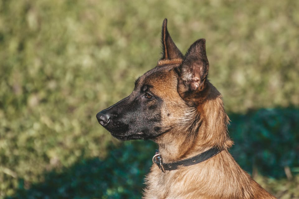 dressage malinois 1